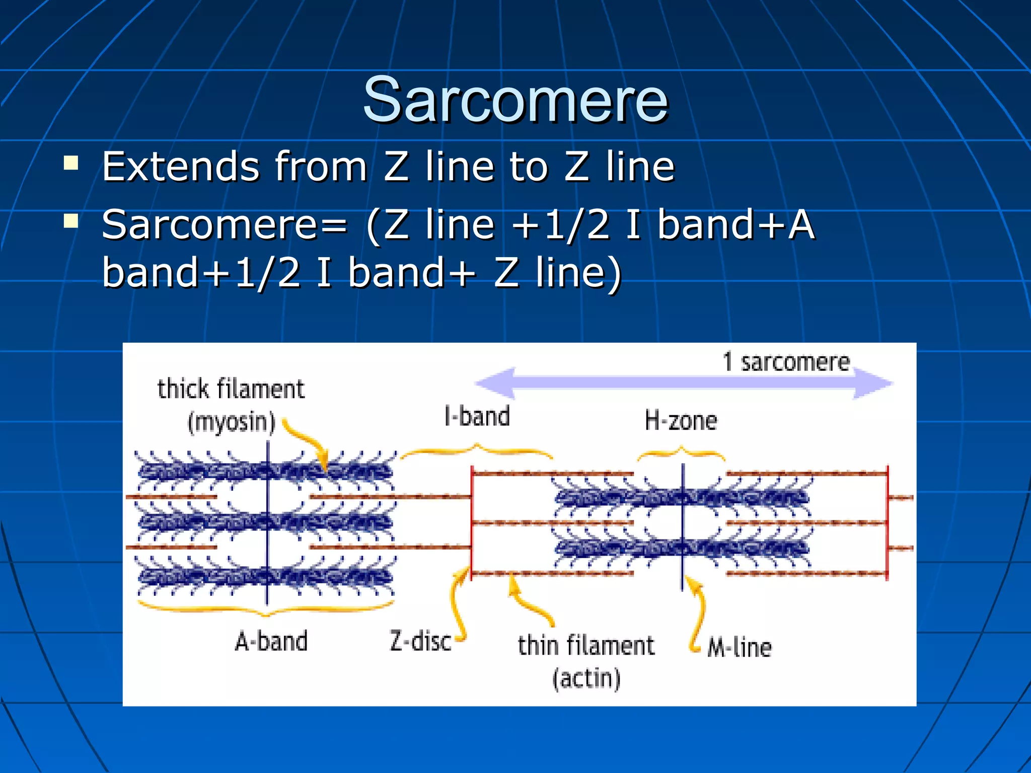 Sarcomere



Extends from Z line to Z line
Sarcomere= (Z line +1/2 I band+A
band+1/2 I band+ Z line)

 