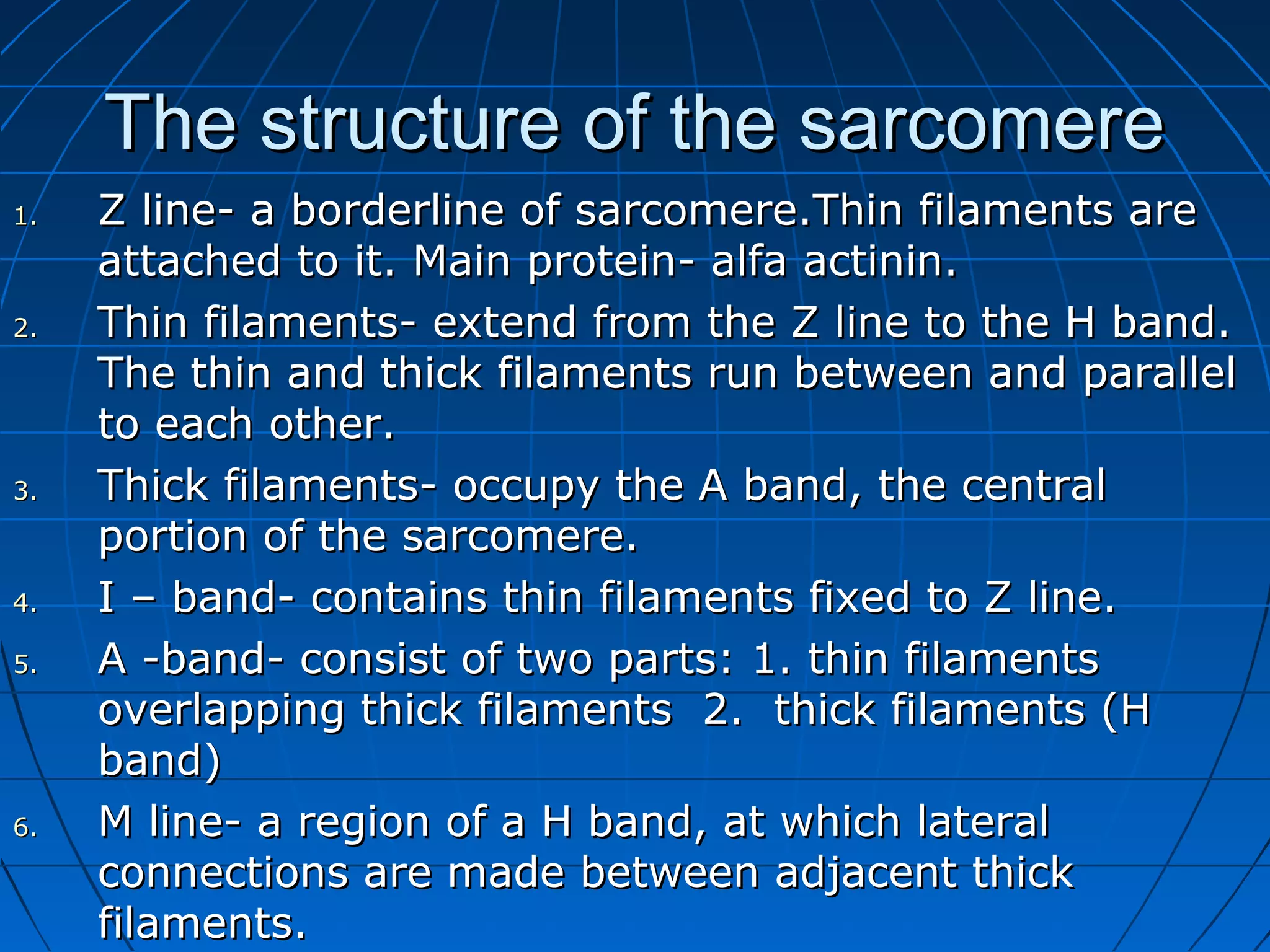 The structure of the sarcomere
1.

2.

3.

4.
5.

6.

Z line- a borderline of sarcomere.Thin filaments are
attached to it. Main protein- alfa actinin.
Thin filaments- extend from the Z line to the H band.
The thin and thick filaments run between and parallel
to each other.
Thick filaments- occupy the A band, the central
portion of the sarcomere.
I – band- contains thin filaments fixed to Z line.
A -band- consist of two parts: 1. thin filaments
overlapping thick filaments 2. thick filaments (H
band)
M line- a region of a H band, at which lateral
connections are made between adjacent thick
filaments.

 