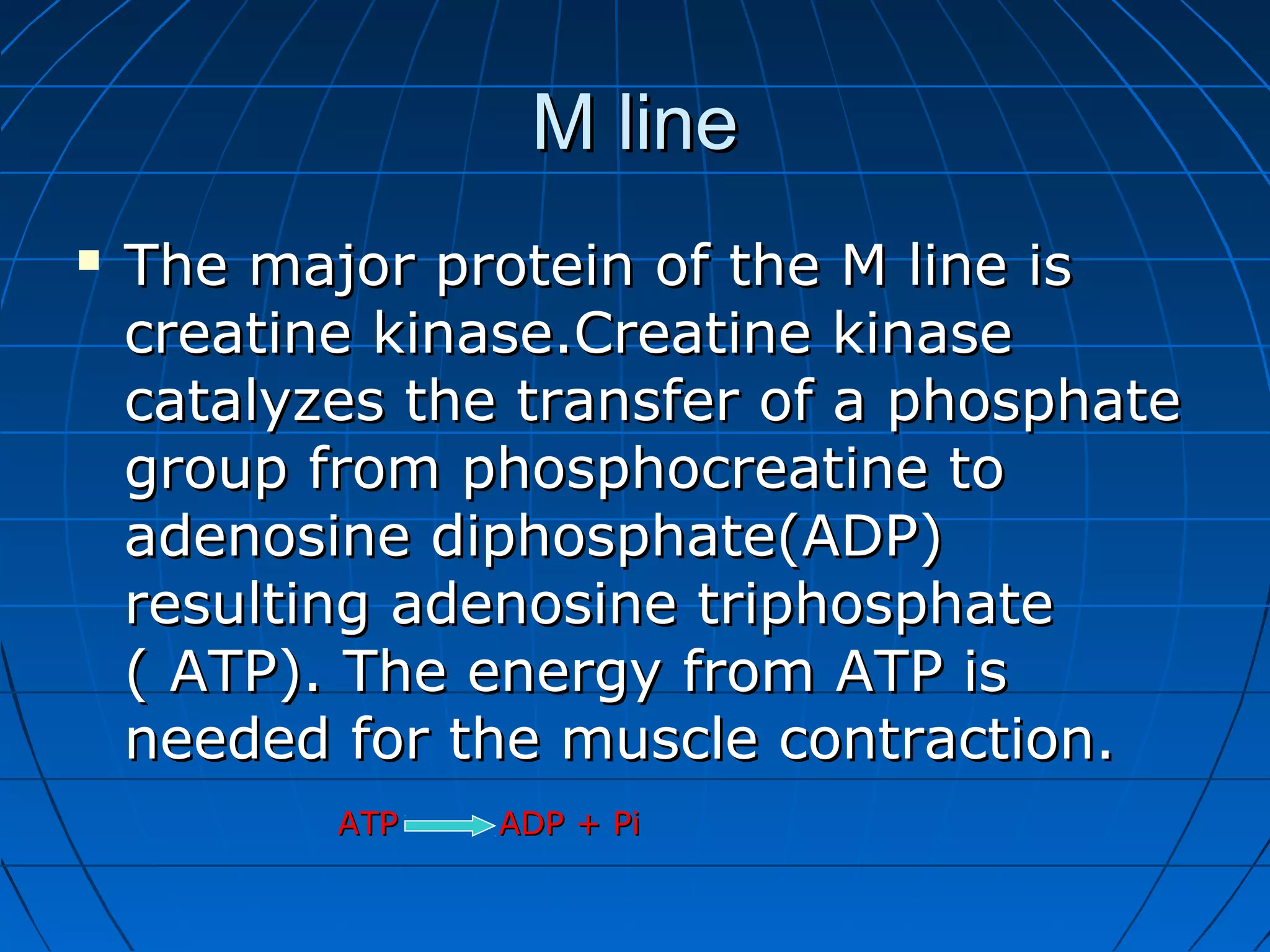 M line


The major protein of the M line is
creatine kinase.Creatine kinase
catalyzes the transfer of a phosphate
group from phosphocreatine to
adenosine diphosphate(ADP)
resulting adenosine triphosphate
( ATP). The energy from ATP is
needed for the muscle contraction.
ATP

ADP + Pi

 