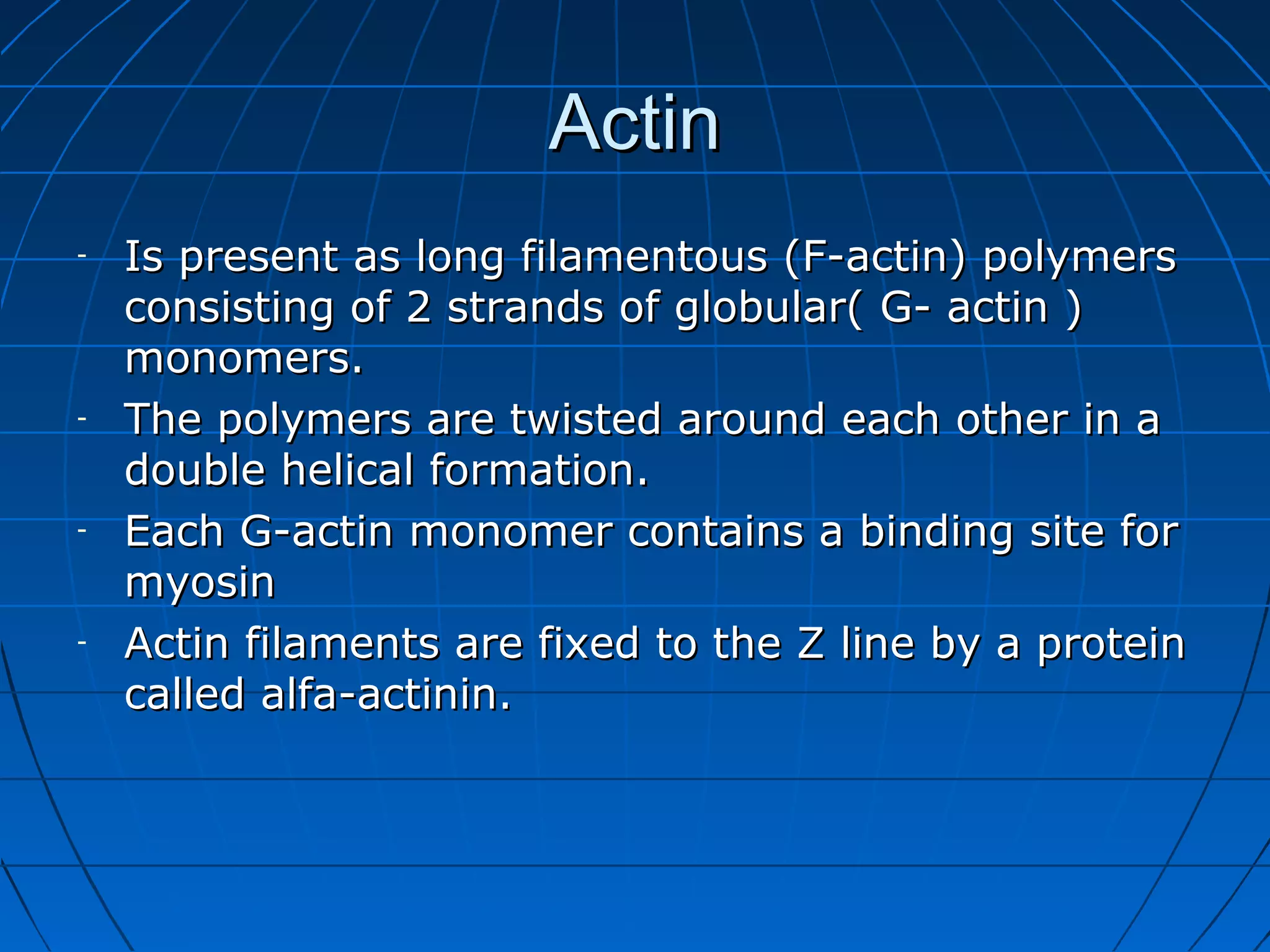 Actin
-

-

-

-

Is present as long filamentous (F-actin) polymers
consisting of 2 strands of globular( G- actin )
monomers.
The polymers are twisted around each other in a
double helical formation.
Each G-actin monomer contains a binding site for
myosin
Actin filaments are fixed to the Z line by a protein
called alfa-actinin.

 