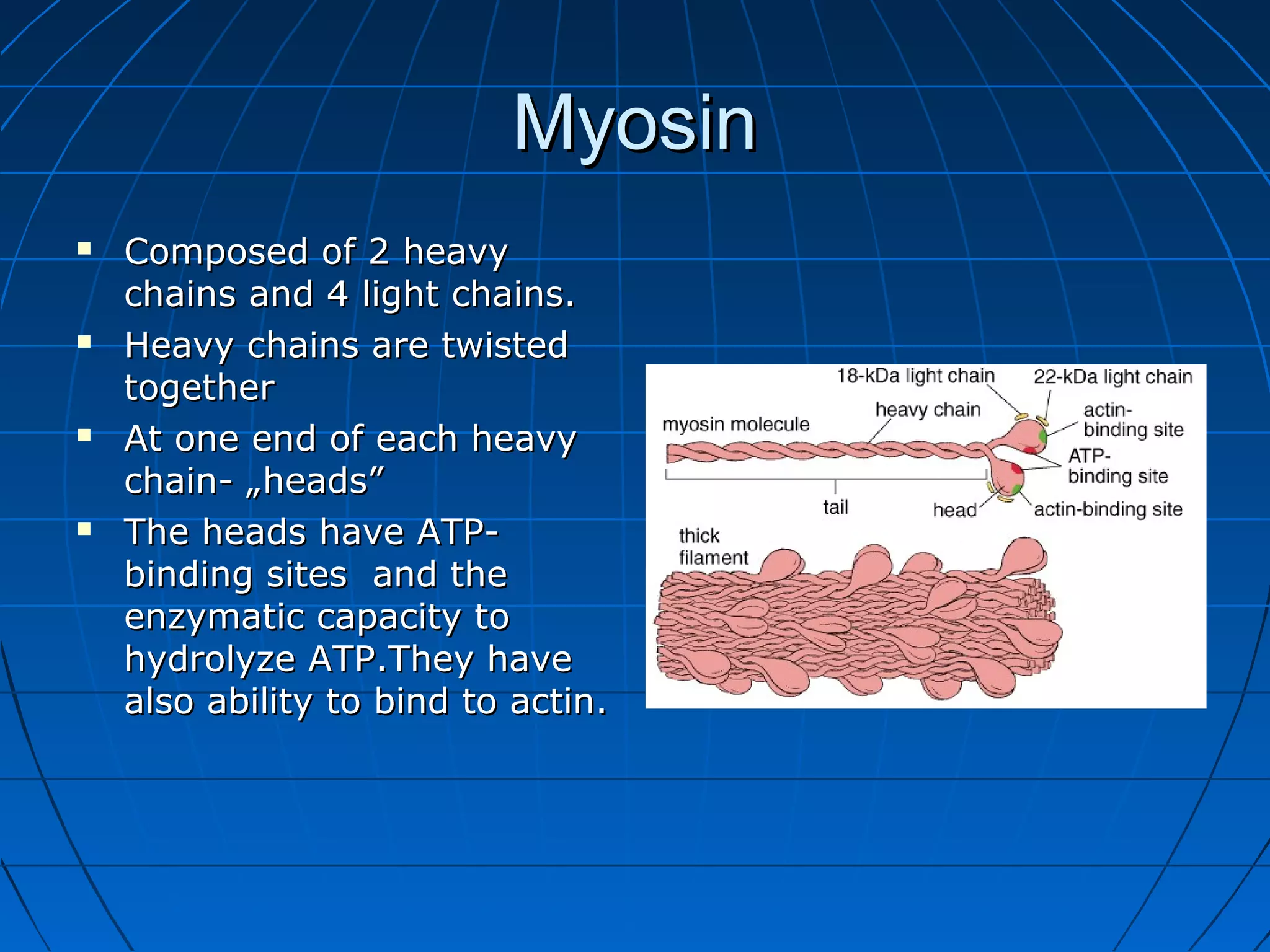 Myosin








Composed of 2 heavy
chains and 4 light chains.
Heavy chains are twisted
together
At one end of each heavy
chain- „heads”
The heads have ATPbinding sites and the
enzymatic capacity to
hydrolyze ATP.They have
also ability to bind to actin.

 