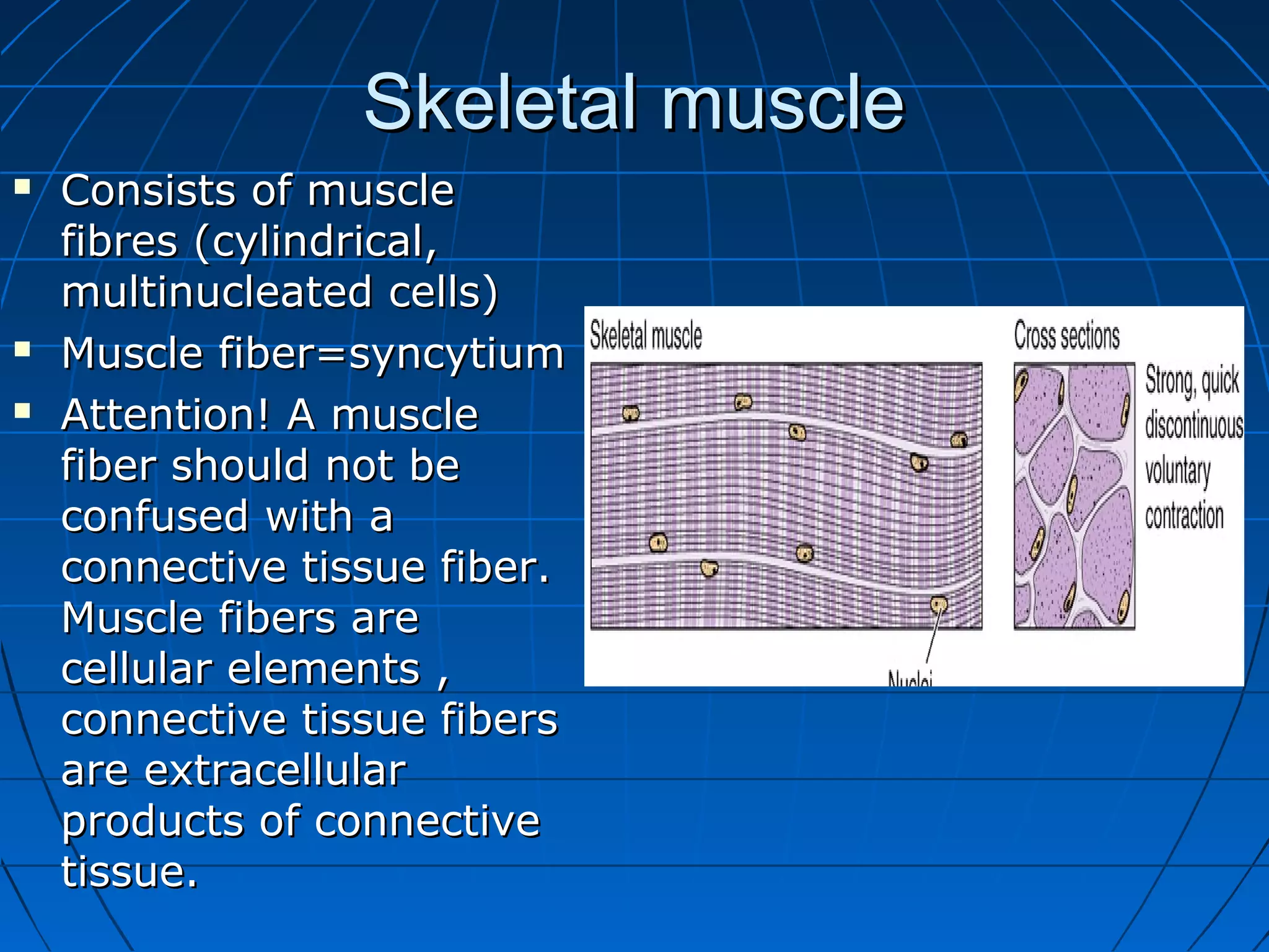 Skeletal muscle





Consists of muscle
fibres (cylindrical,
multinucleated cells)
Muscle fiber=syncytium
Attention! A muscle
fiber should not be
confused with a
connective tissue fiber.
Muscle fibers are
cellular elements ,
connective tissue fibers
are extracellular
products of connective
tissue.

 
