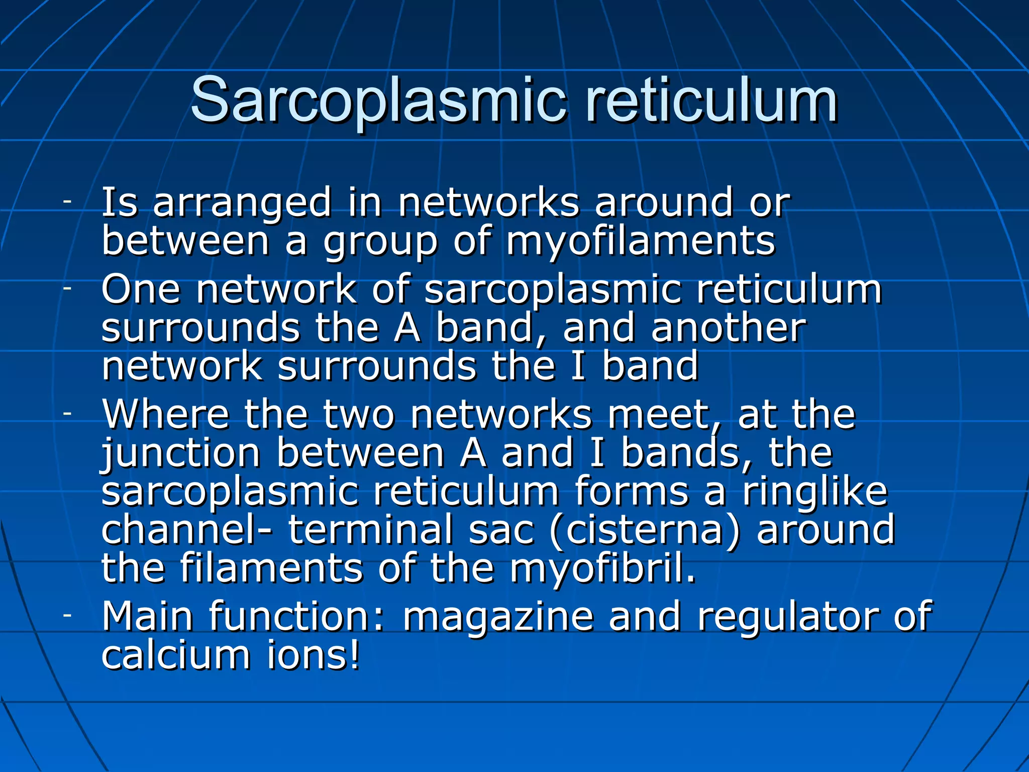 Sarcoplasmic reticulum
-

-

-

Is arranged in networks around or
between a group of myofilaments
One network of sarcoplasmic reticulum
surrounds the A band, and another
network surrounds the I band
Where the two networks meet, at the
junction between A and I bands, the
sarcoplasmic reticulum forms a ringlike
channel- terminal sac (cisterna) around
the filaments of the myofibril.
Main function: magazine and regulator of
calcium ions!

 