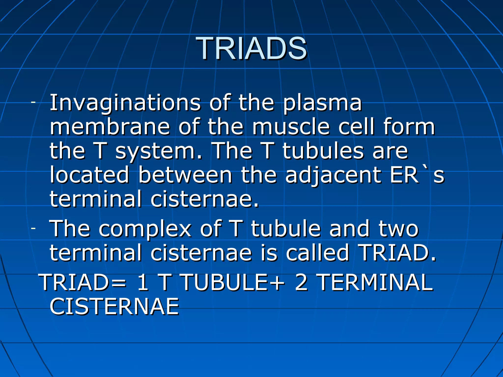 TRIADS
Invaginations of the plasma
membrane of the muscle cell form
the T system. The T tubules are
located between the adjacent ER`s
terminal cisternae.
- The complex of T tubule and two
terminal cisternae is called TRIAD.
TRIAD= 1 T TUBULE+ 2 TERMINAL
CISTERNAE
-

 