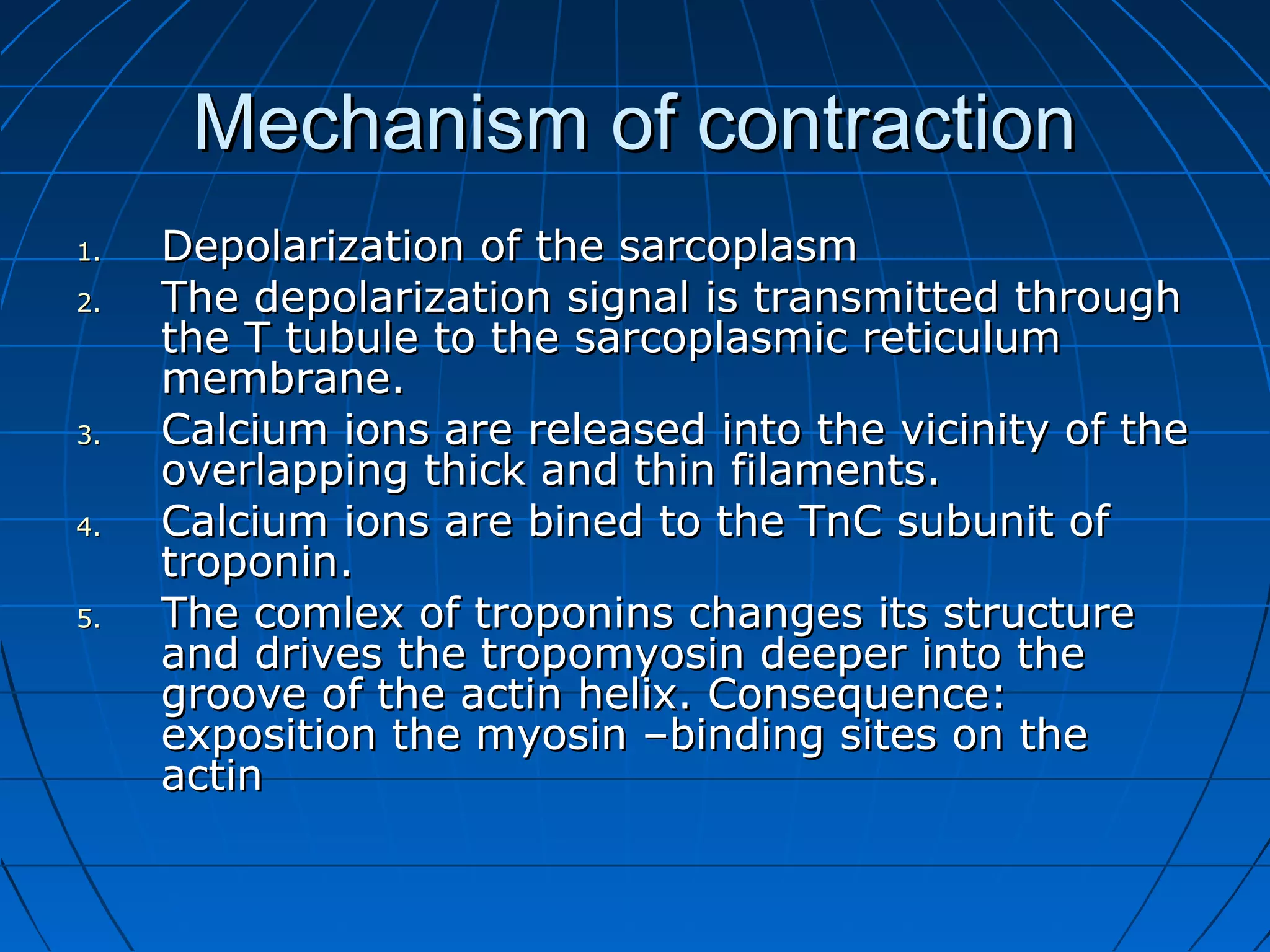 Mechanism of contraction
1.
2.

3.
4.
5.

Depolarization of the sarcoplasm
The depolarization signal is transmitted through
the T tubule to the sarcoplasmic reticulum
membrane.
Calcium ions are released into the vicinity of the
overlapping thick and thin filaments.
Calcium ions are bined to the TnC subunit of
troponin.
The comlex of troponins changes its structure
and drives the tropomyosin deeper into the
groove of the actin helix. Consequence:
exposition the myosin –binding sites on the
actin

 