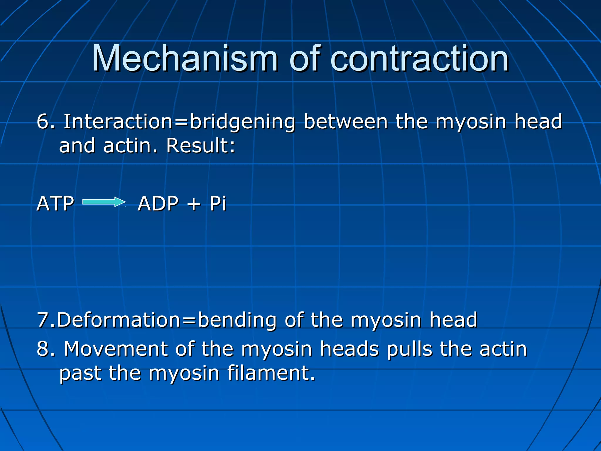 Mechanism of contraction
6. Interaction=bridgening between the myosin head
and actin. Result:
ATP

ADP + Pi

7.Deformation=bending of the myosin head
8. Movement of the myosin heads pulls the actin
past the myosin filament.

 