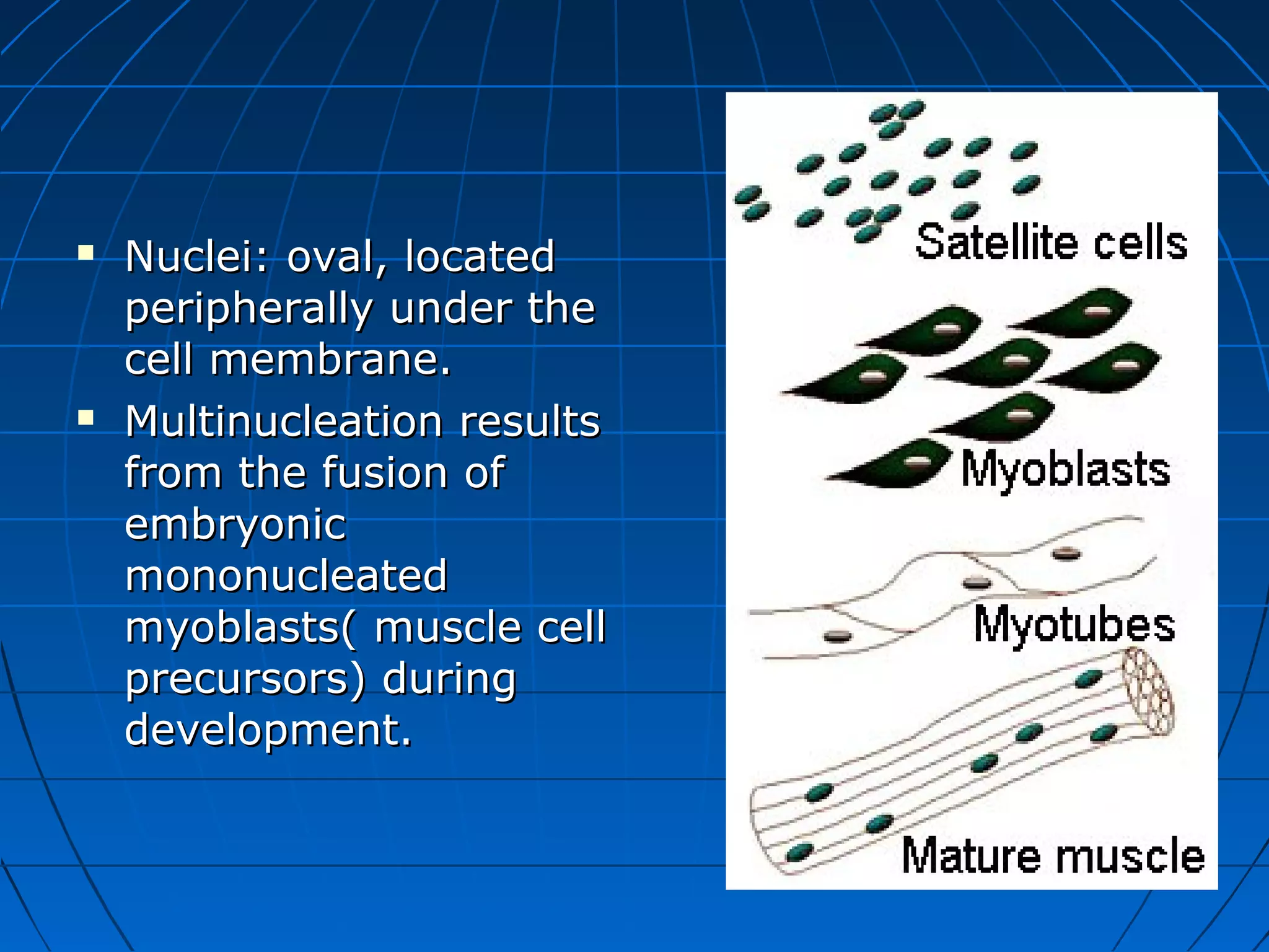 



Nuclei: oval, located
peripherally under the
cell membrane.
Multinucleation results
from the fusion of
embryonic
mononucleated
myoblasts( muscle cell
precursors) during
development.

 