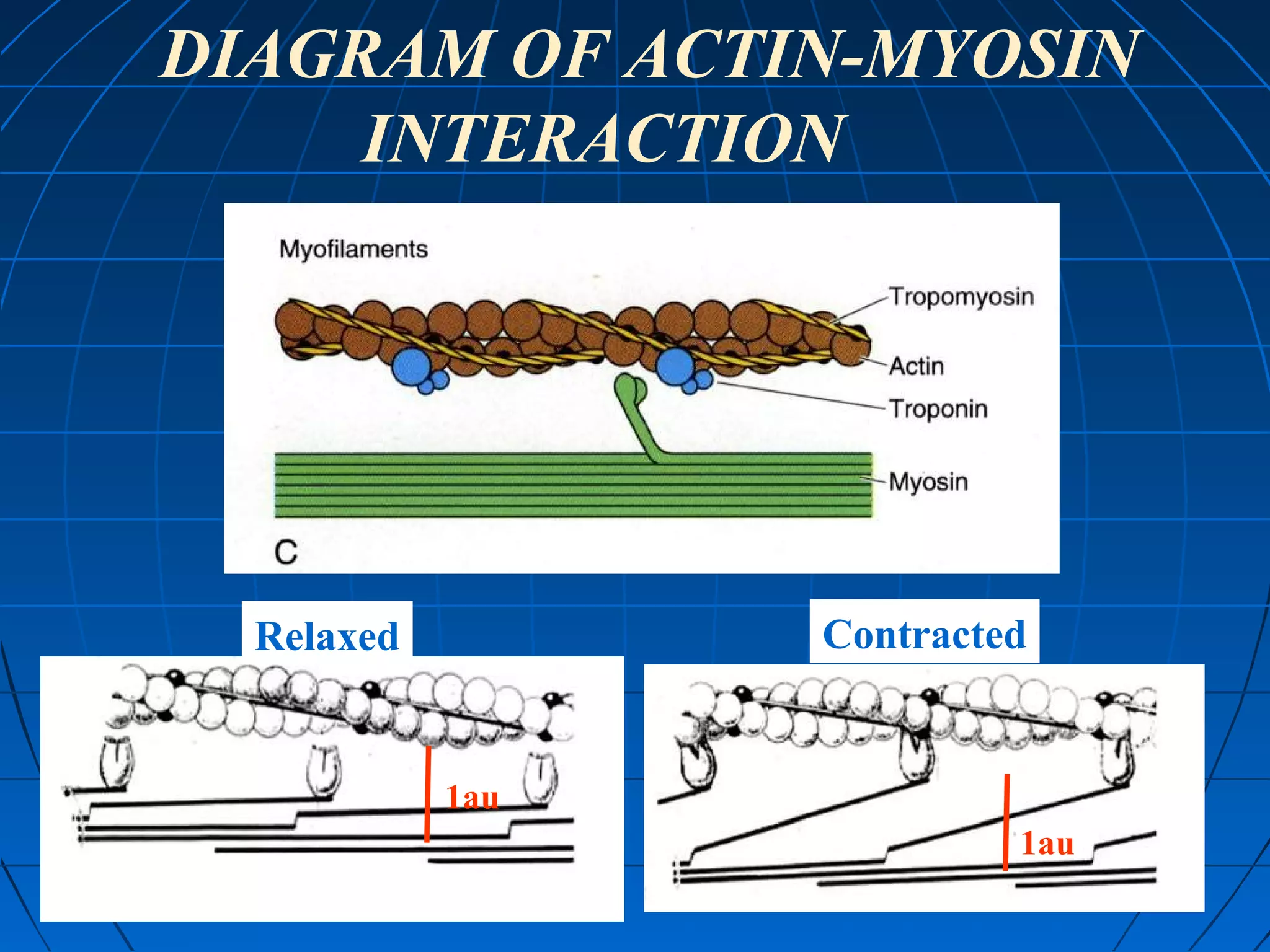 DIAGRAM OF ACTIN-MYOSIN
INTERACTION

Contracted

Relaxed

1au
1au
1au

 