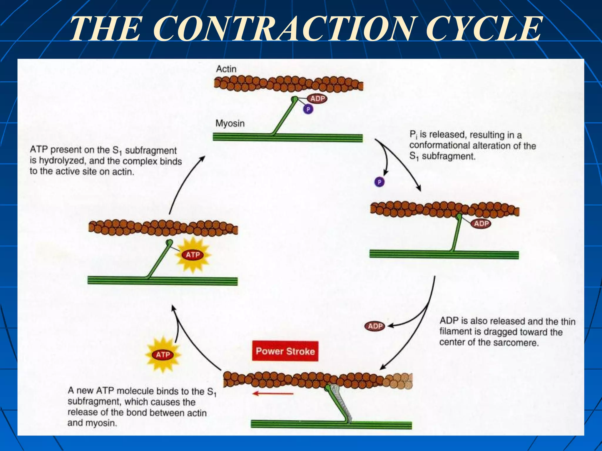 THE CONTRACTION CYCLE

 