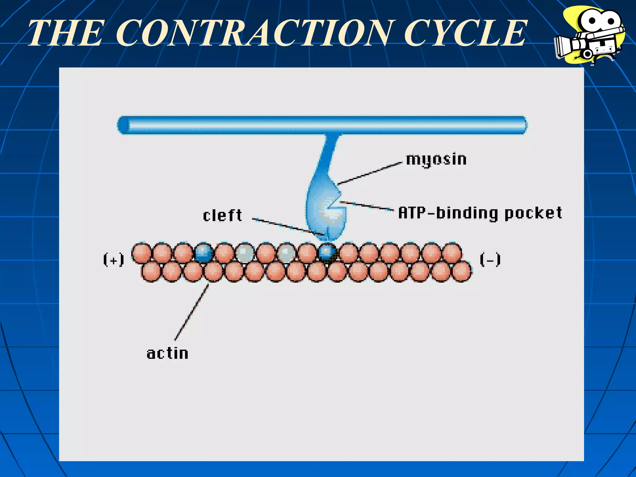 THE CONTRACTION CYCLE

 