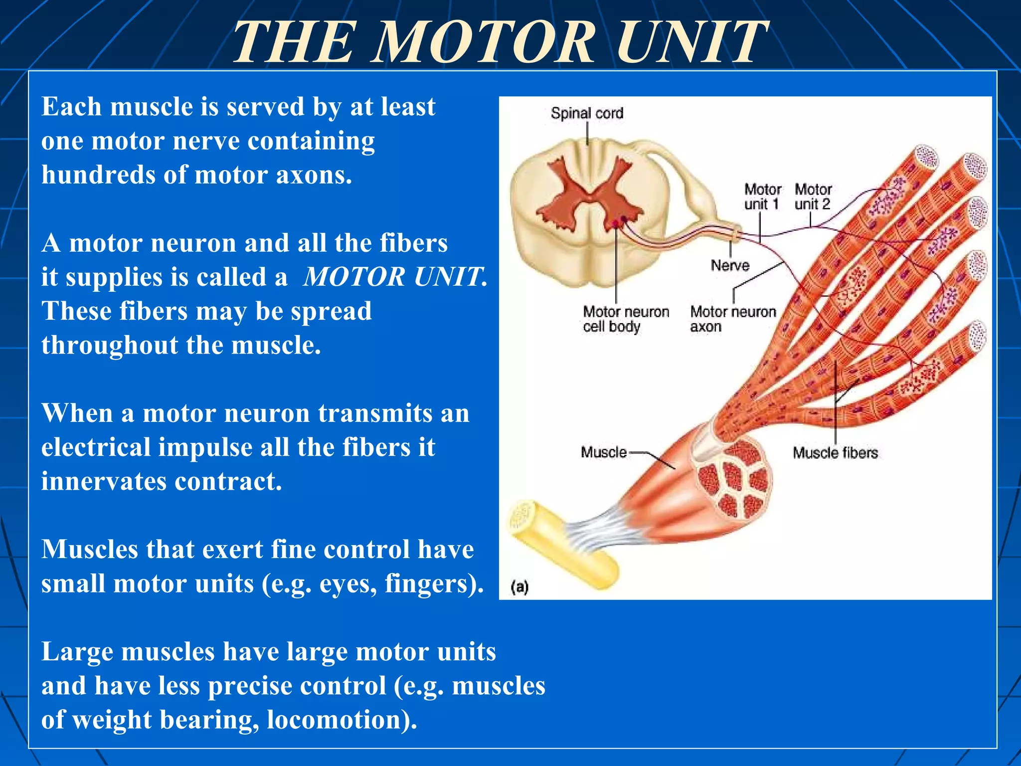 THE MOTOR UNIT
Each muscle is served by at least
one motor nerve containing
hundreds of motor axons.
A motor neuron and all the fibers
it supplies is called a MOTOR UNIT.
These fibers may be spread
throughout the muscle.
When a motor neuron transmits an
electrical impulse all the fibers it
innervates contract.
Muscles that exert fine control have
small motor units (e.g. eyes, fingers).
Large muscles have large motor units
and have less precise control (e.g. muscles
of weight bearing, locomotion).

 