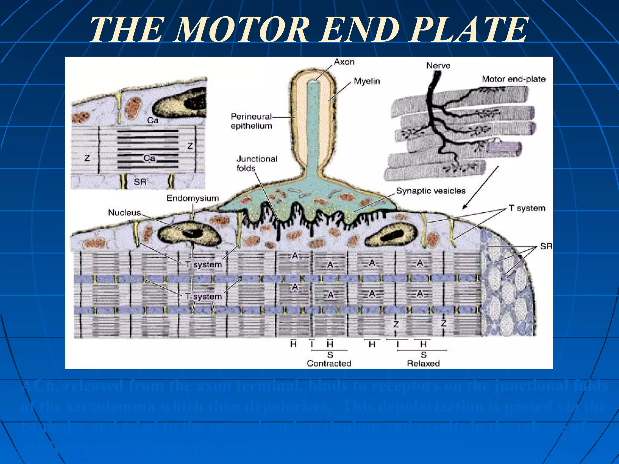THE MOTOR END PLATE

ACh, released from the axon terminal, binds to receptors on the junctional folds
of the sarcolemma which then depolarizes. This depolarization is passed via the
t-tubules and triad to the sarcoplasmic reticulum and results in the release of
calcium which initiates the contraction cycle.

 