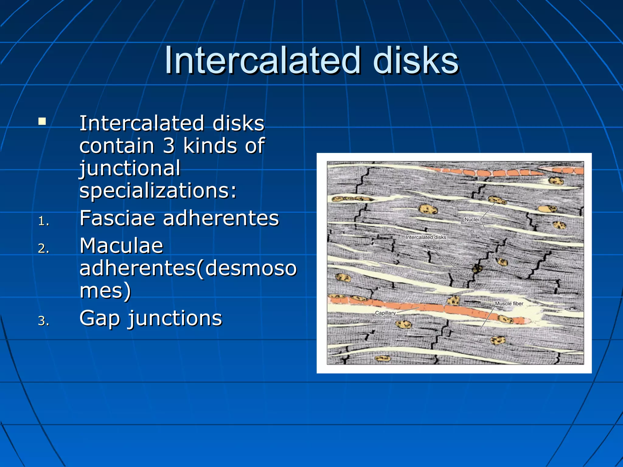 Intercalated disks


1.
2.

3.

Intercalated disks
contain 3 kinds of
junctional
specializations:
Fasciae adherentes
Maculae
adherentes(desmoso
mes)
Gap junctions

 