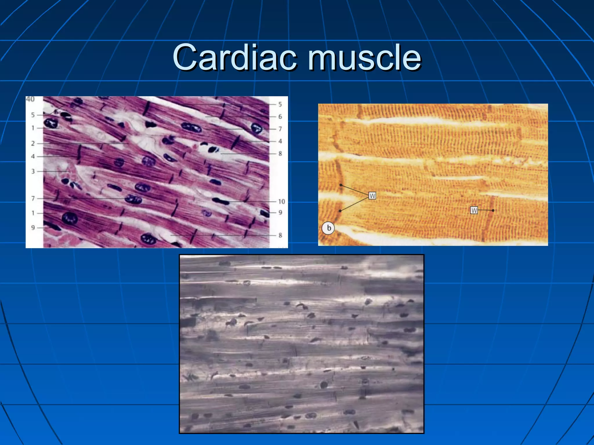 Cardiac muscle

 
