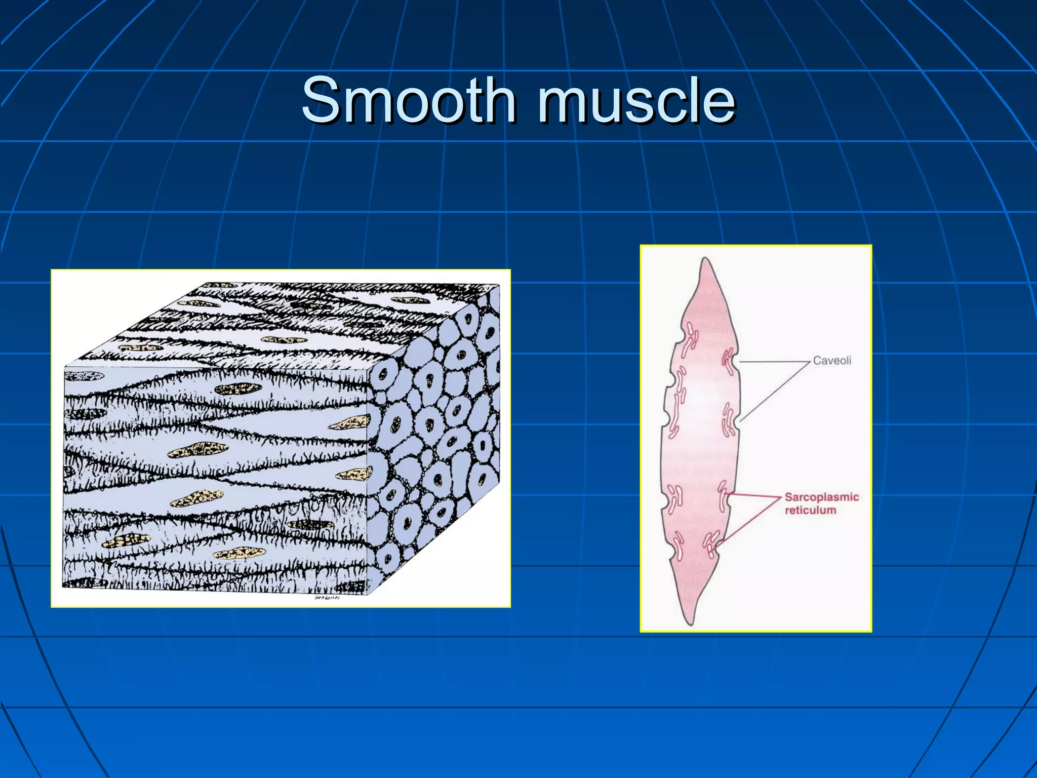 Smooth muscle

 