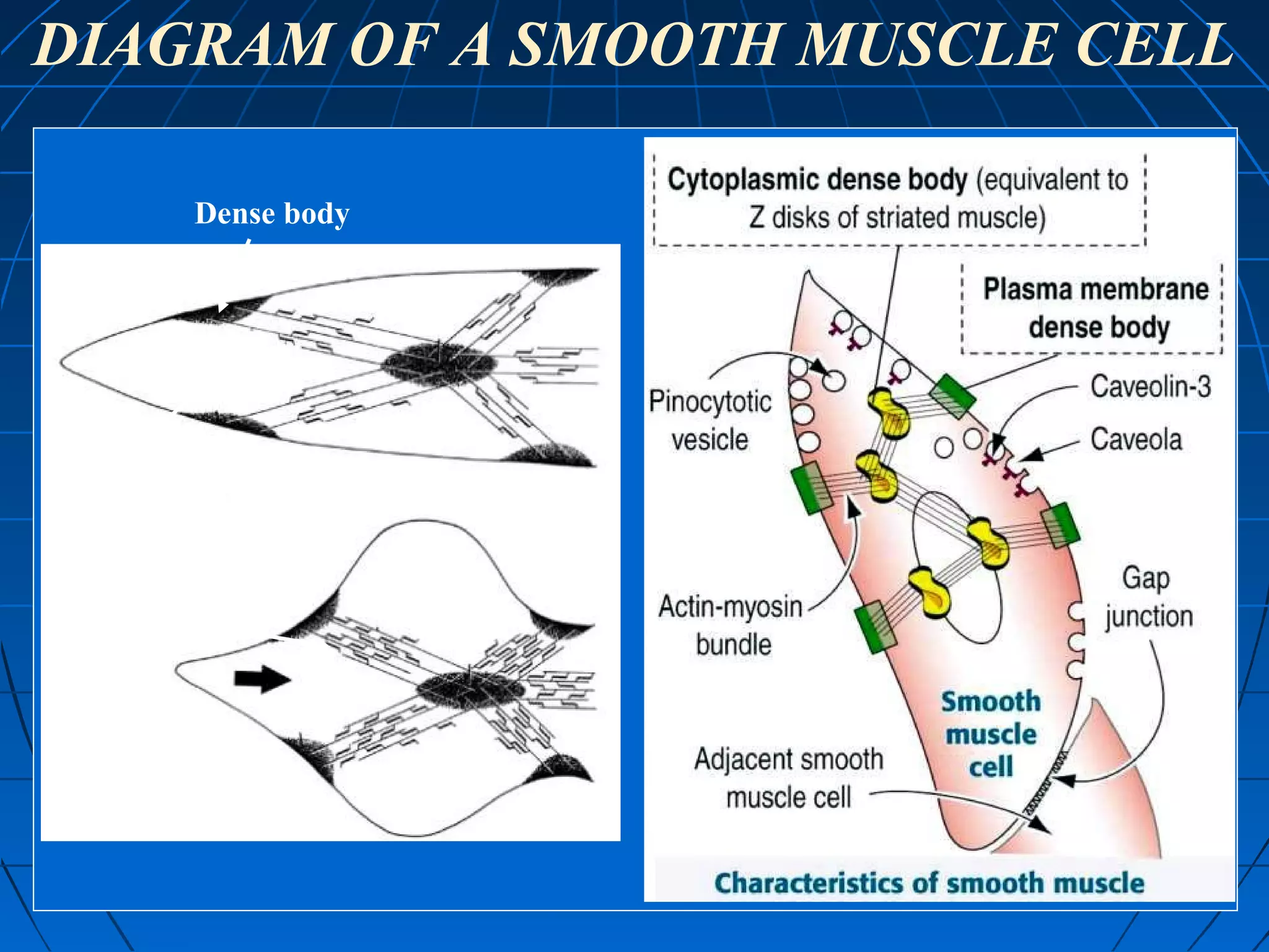 DIAGRAM OF A SMOOTH MUSCLE CELL
Dense body

Actin
filament
Myosin
filament

 