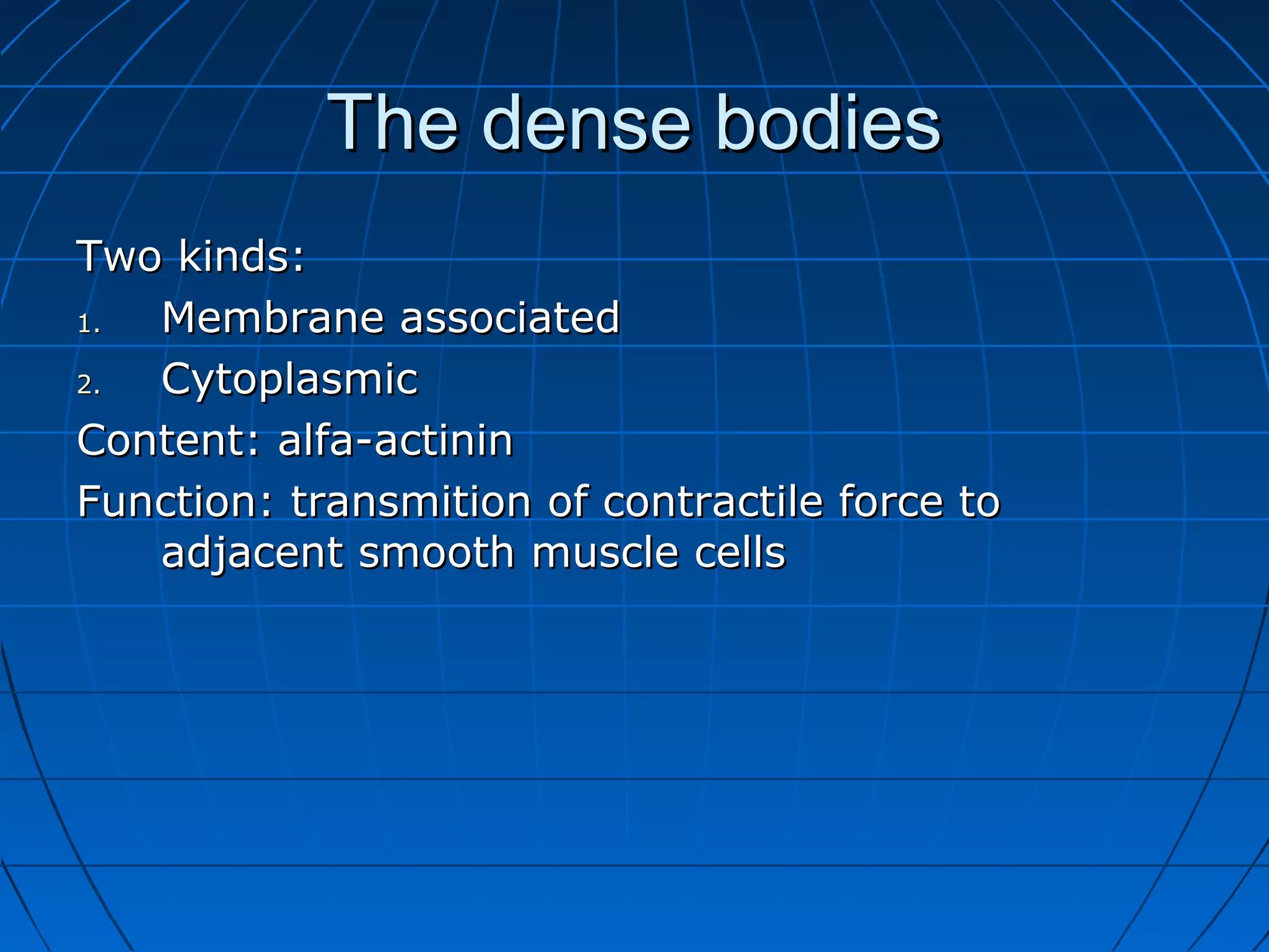 The dense bodies
Two kinds:
1.
Membrane associated
2.
Cytoplasmic
Content: alfa-actinin
Function: transmition of contractile force to
adjacent smooth muscle cells

 