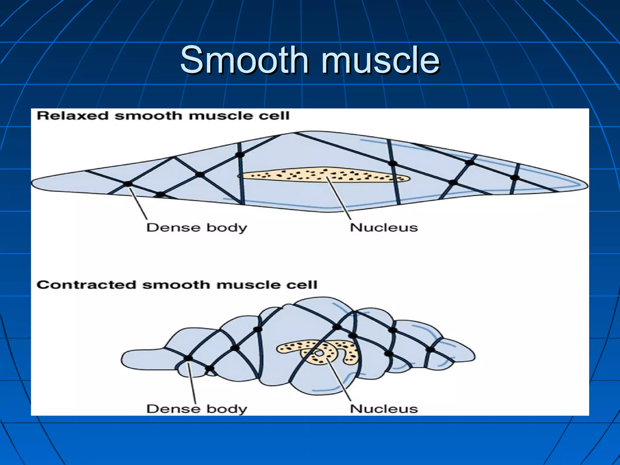 Smooth muscle

 