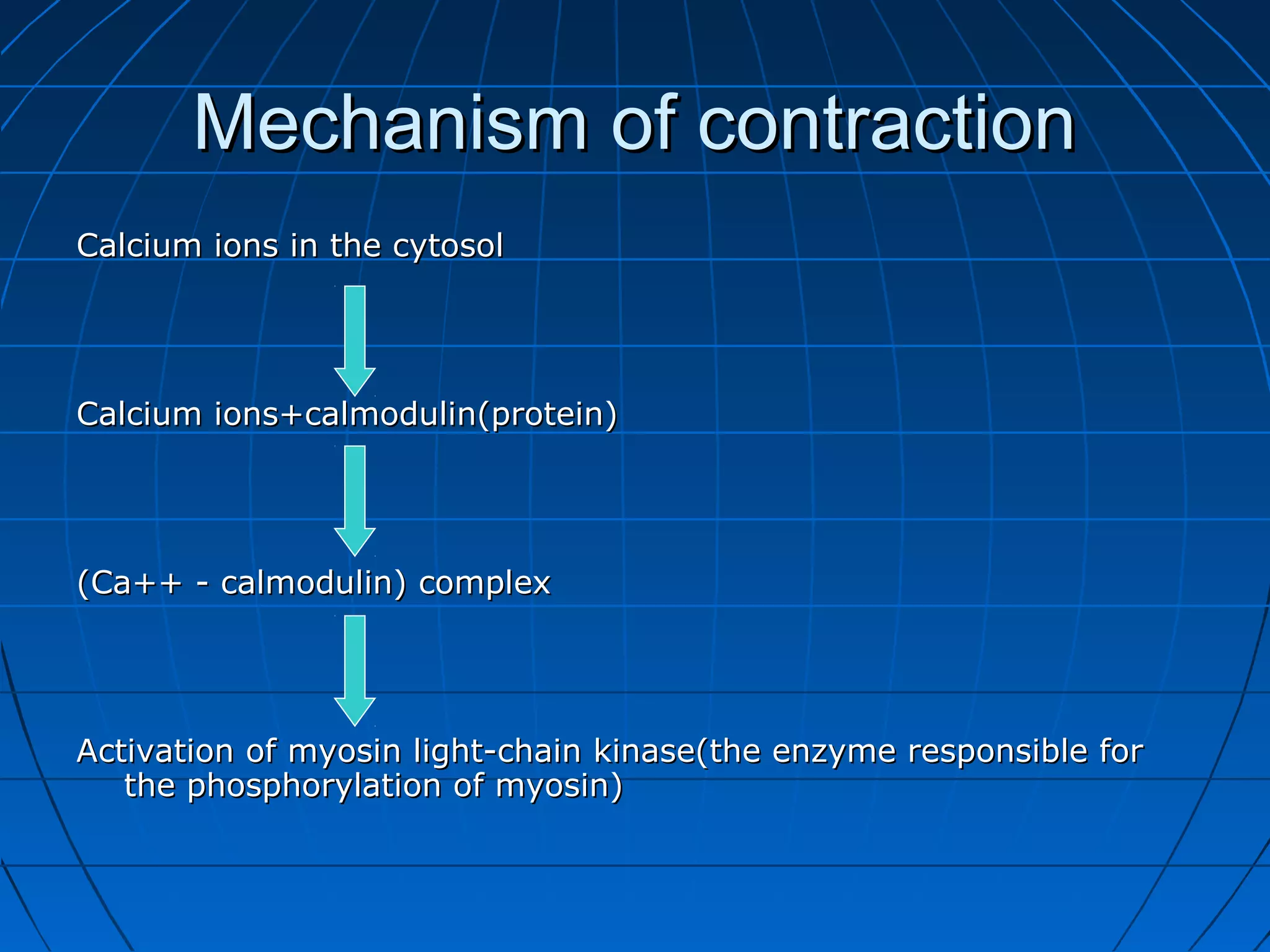Mechanism of contraction
Calcium ions in the cytosol

Calcium ions+calmodulin(protein)

(Ca++ - calmodulin) complex

Activation of myosin light-chain kinase(the enzyme responsible for
the phosphorylation of myosin)

 