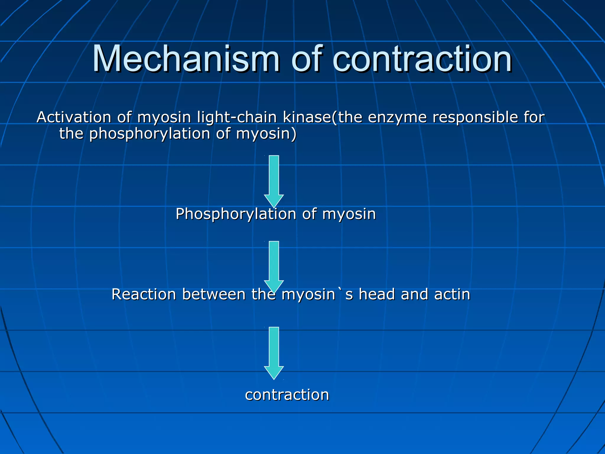 Mechanism of contraction
Activation of myosin light-chain kinase(the enzyme responsible for
the phosphorylation of myosin)

Phosphorylation of myosin

Reaction between the myosin`s head and actin

contraction

 