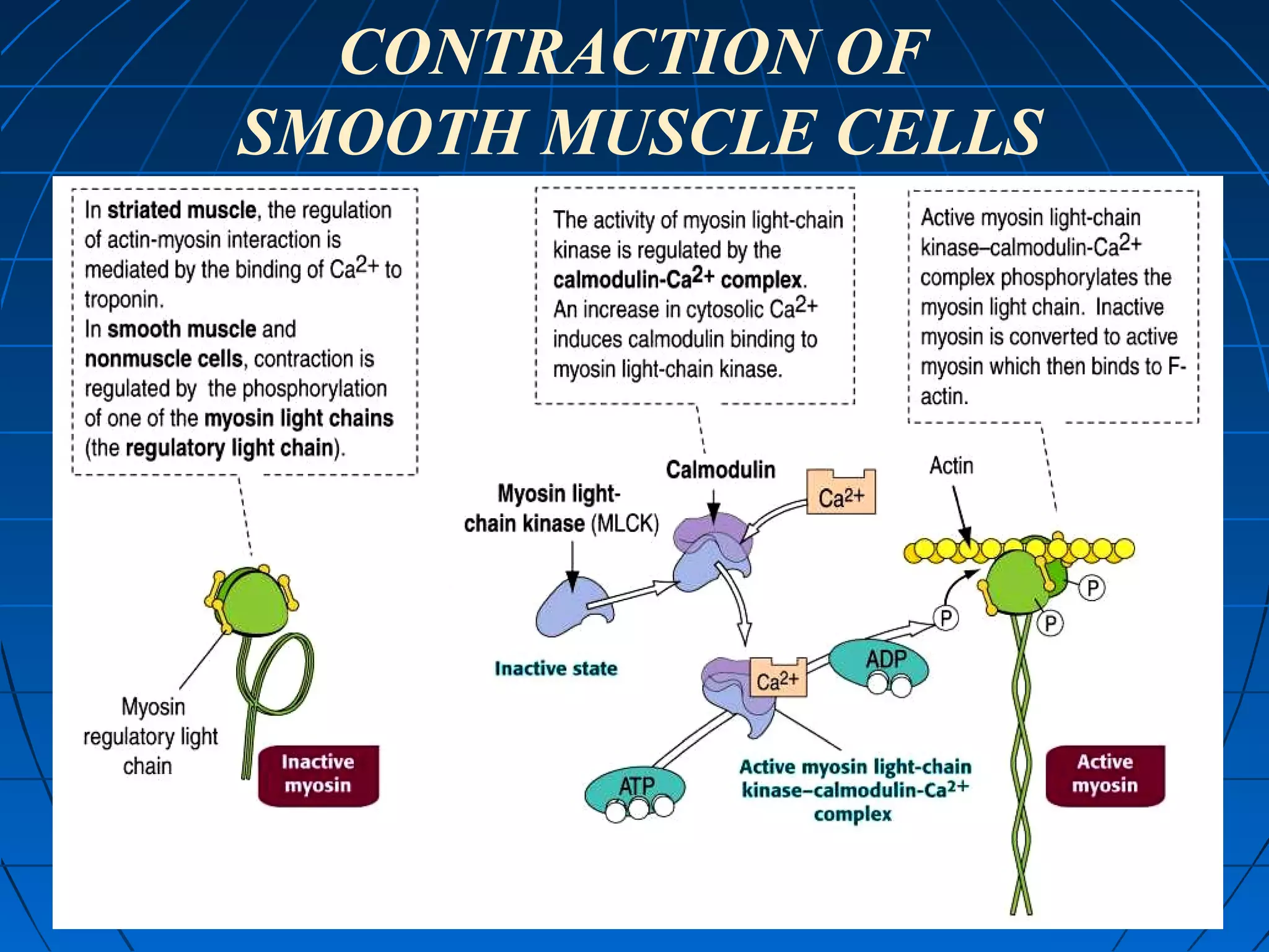 CONTRACTION OF
SMOOTH MUSCLE CELLS

 