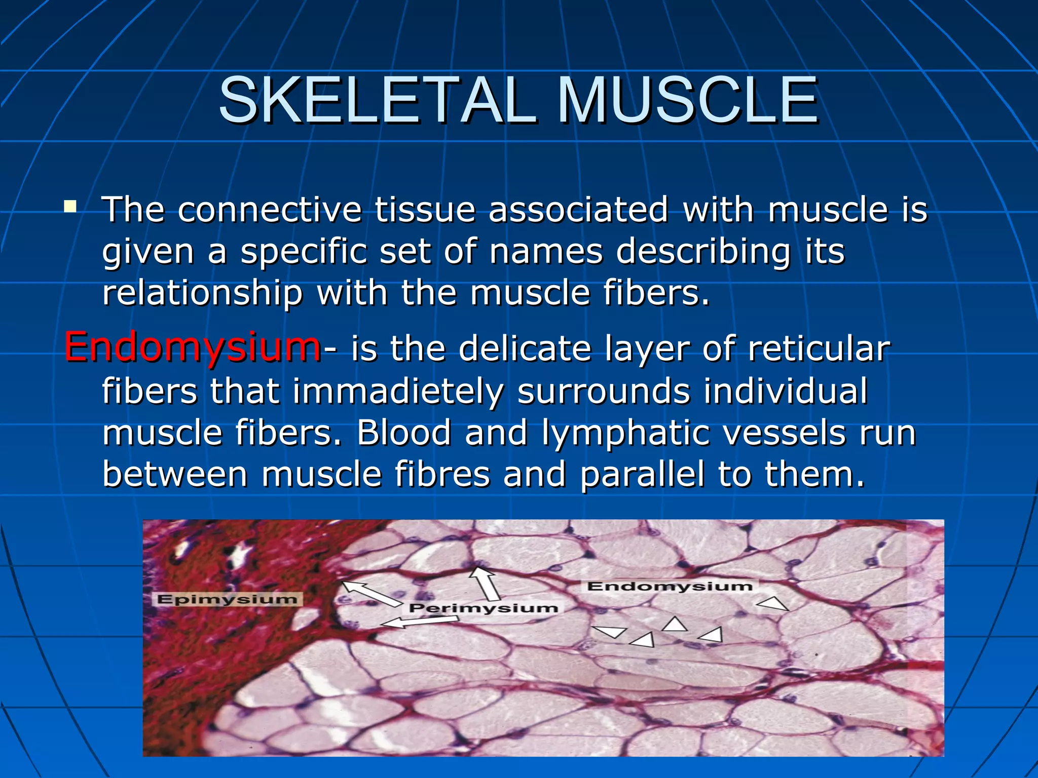 SKELETAL MUSCLE


The connective tissue associated with muscle is
given a specific set of names describing its
relationship with the muscle fibers.

Endomysium- is the delicate layer of reticular

fibers that immadietely surrounds individual
muscle fibers. Blood and lymphatic vessels run
between muscle fibres and parallel to them.

 