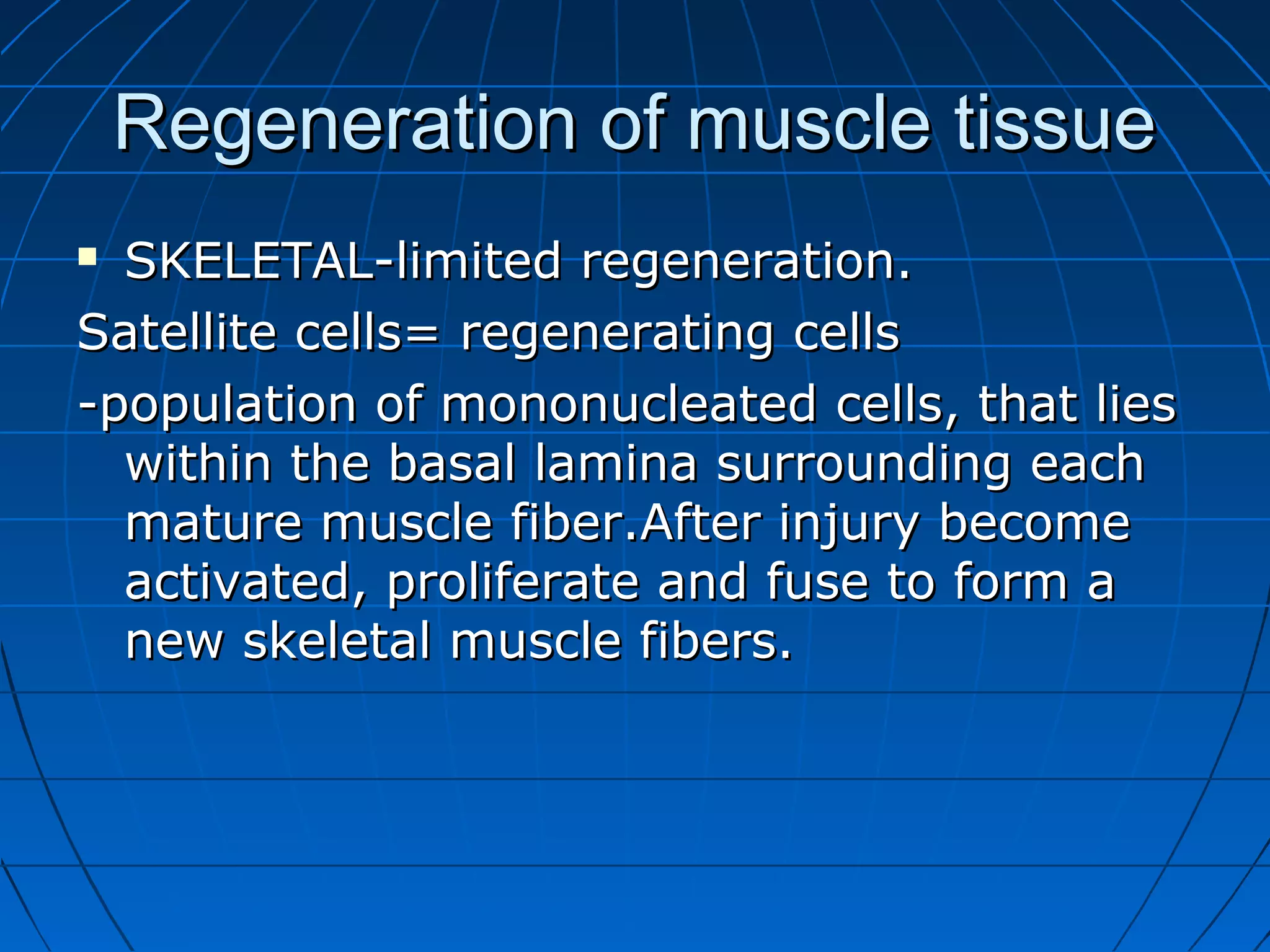 Regeneration of muscle tissue
SKELETAL-limited regeneration.
Satellite cells= regenerating cells
-population of mononucleated cells, that lies
within the basal lamina surrounding each
mature muscle fiber.After injury become
activated, proliferate and fuse to form a
new skeletal muscle fibers.


 