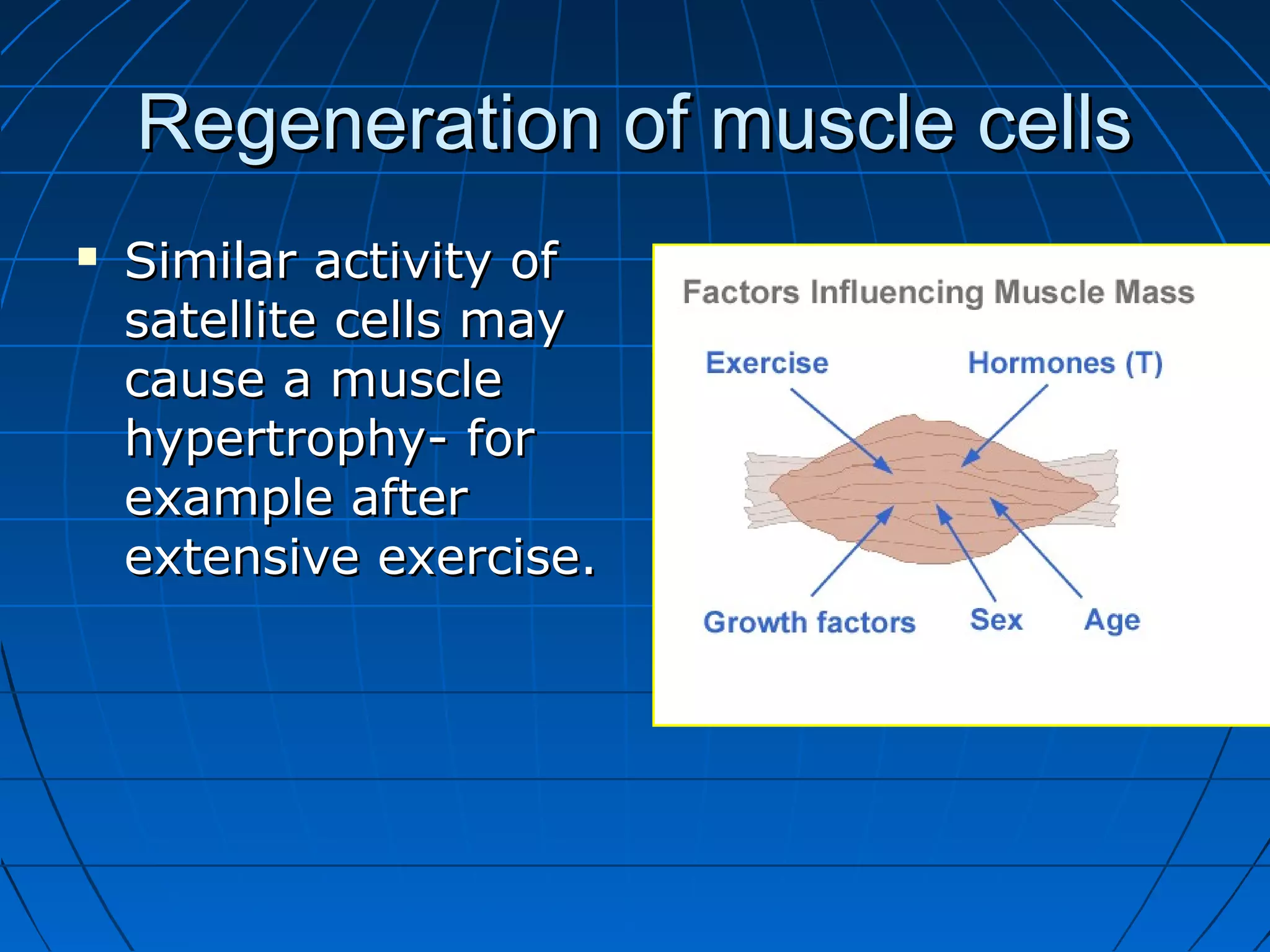 Regeneration of muscle cells


Similar activity of
satellite cells may
cause a muscle
hypertrophy- for
example after
extensive exercise.

 
