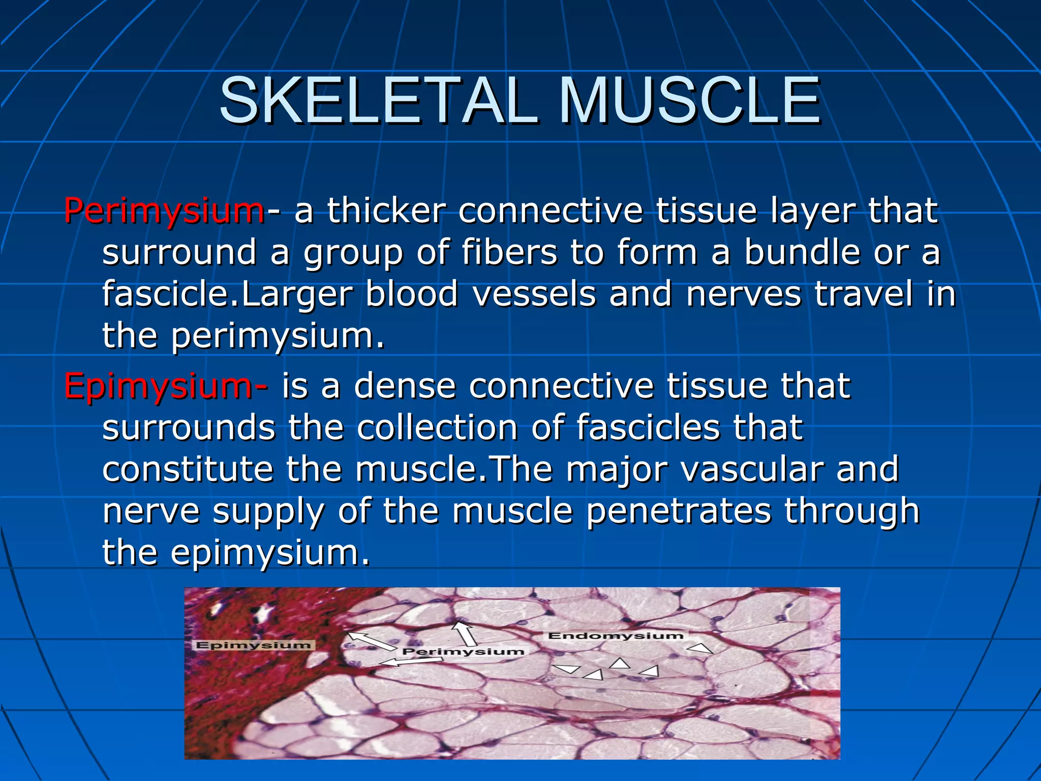 SKELETAL MUSCLE
Perimysium- a thicker connective tissue layer that
surround a group of fibers to form a bundle or a
fascicle.Larger blood vessels and nerves travel in
the perimysium.
Epimysium- is a dense connective tissue that
surrounds the collection of fascicles that
constitute the muscle.The major vascular and
nerve supply of the muscle penetrates through
the epimysium.

 