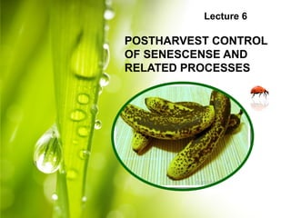 Lecture 6
POSTHARVEST CONTROL
OF SENESCENSE AND
RELATED PROCESSES
 