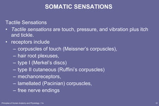 SOMATIC SENSATIONS   Tactile Sensations Tactile sensations  are touch, pressure, and vibration plus itch and tickle. receptors include  corpuscles of touch (Meissner’s corpuscles),  hair root plexuses,  type I (Merkel’s discs) type II cutaneous (Ruffini’s corpuscles)  mechanoreceptors,  lamellated (Pacinian) corpuscles,  free nerve endings 