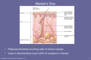 Merkel’s Disc Flattened dendrites touching cells of stratum basale Used in discriminative touch (25% of receptors in hands) 