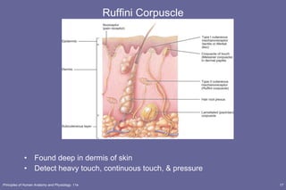 Ruffini Corpuscle Found deep in dermis of skin Detect heavy touch, continuous touch, & pressure 