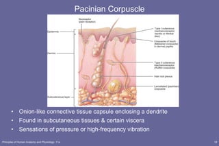 Pacinian Corpuscle Onion-like connective tissue capsule enclosing a dendrite Found in subcutaneous tissues & certain viscera  Sensations of pressure or high-frequency vibration 