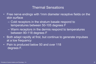 Thermal Sensations Free nerve endings with 1mm diameter receptive fields on the skin surface Cold receptors in the stratum basale respond to temperatures between 50-105 degrees F Warm receptors in the dermis respond to temperatures between 90-118 degrees F Both adapt rapidly at first, but continue to generate impulses at a low frequency  Pain is produced below 50 and over 118  degrees F. 