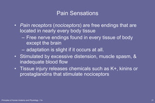 Pain Sensations Pain receptors  ( nociceptors ) are free endings that are located in nearly every body tissue Free nerve endings found in every tissue of body except the brain adaptation is slight if it occurs at all. Stimulated by excessive distension, muscle spasm, & inadequate blood flow Tissue injury releases chemicals such as K+, kinins or prostaglandins that stimulate nociceptors 