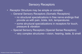 Sensory Receptors Receptor Structure may be simple or complex General Sensory Receptors (Somatic Receptors) no structural specializations in free nerve endings that provide us with pain, tickle, itch, temperatures some structural specializations in receptors for touch, pressure & vibration  Special Sensory Receptors (Special Sense Receptors) very complex structures---vision, hearing, taste, & smell 