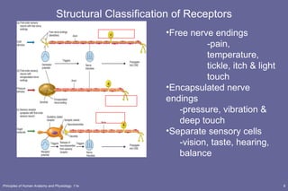 Structural Classification of Receptors Free nerve endings -pain, temperature, tickle, itch & light touch Encapsulated nerve endings -pressure, vibration & deep touch Separate sensory cells -vision, taste, hearing, balance 