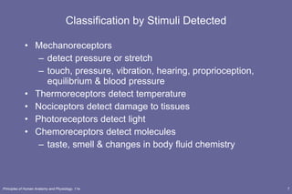 Classification by Stimuli Detected Mechanoreceptors detect pressure or stretch touch, pressure, vibration, hearing, proprioception, equilibrium & blood pressure Thermoreceptors detect temperature Nociceptors detect damage to tissues Photoreceptors detect light Chemoreceptors detect molecules taste, smell & changes in body fluid chemistry 