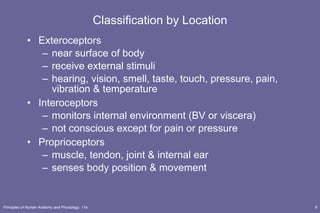 Classification by Location Exteroceptors near surface of body receive external stimuli hearing, vision, smell, taste, touch, pressure, pain, vibration & temperature Interoceptors monitors internal environment (BV or viscera) not conscious except for pain or pressure Proprioceptors muscle, tendon, joint & internal ear senses body position & movement 