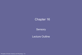 Chapter 16 Sensory Lecture Outline 