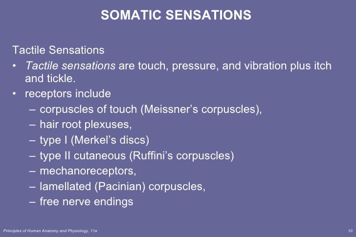 Lecture 6 sensory