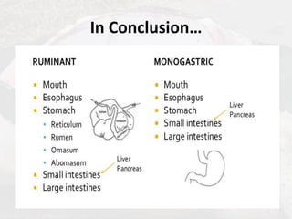 Lecture 6 (1 Hr) - Ruminant VS Non Ruminant GIT (1).pdf