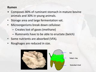 Bovine Rument Lecture 6 (1 Hr) - Ruminant VS Non Ruminant GIT (1).pdf