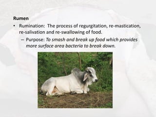 Pipe Ruminant Lecture 6 (1 Hr) - Ruminant VS Non Ruminant GIT (1).pdf