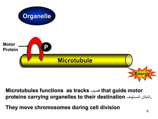 8
Microtubule
Motor
Protein
Organelle
P
Energy
Microtubules functions as tracks ‫قضيب‬ that guide motor
proteins carrying ...