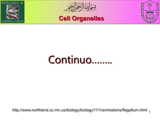 1
Cell Organelles
Continuo……..
http://www.northland.cc.mn.us/biology/biology1111/animations/flagellum.html
 