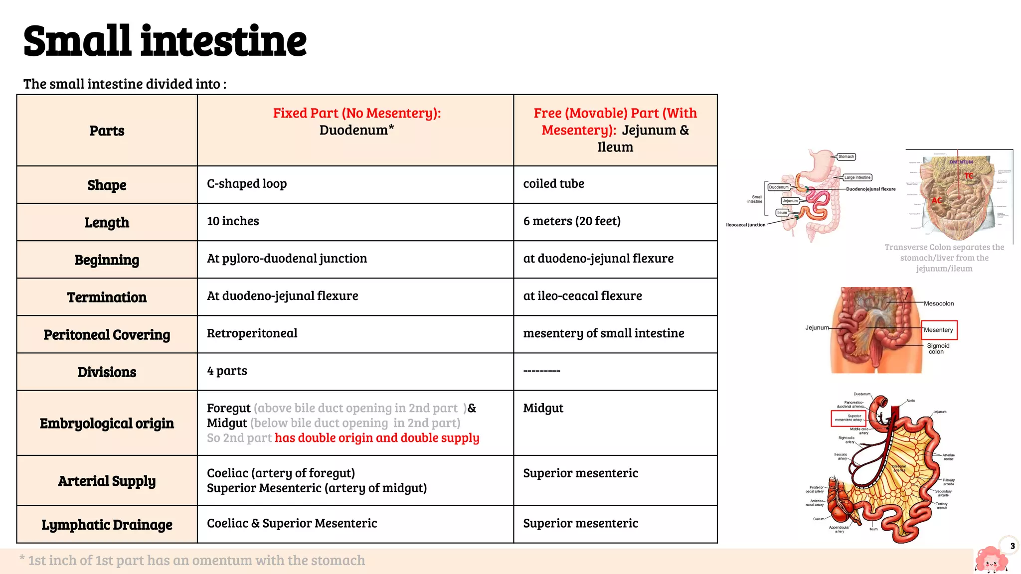 Primitive Intestine Lecture (6,7) Intestine (1).pdf