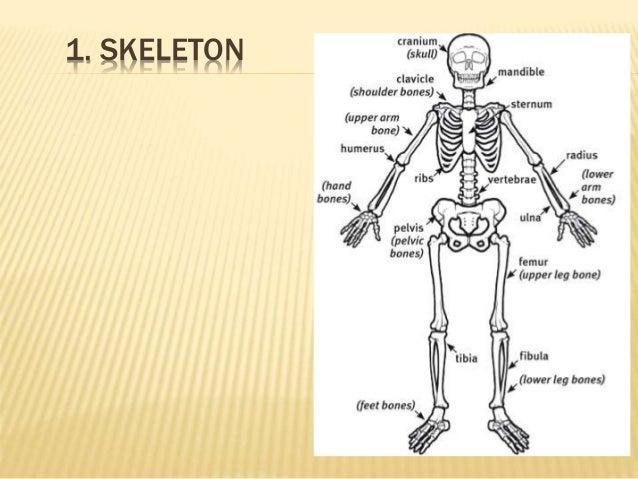 The human skeleton without labels