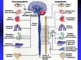 PHYSIOLOGY OF AUTONOMIC NERVOUS SYSTEM | PDF